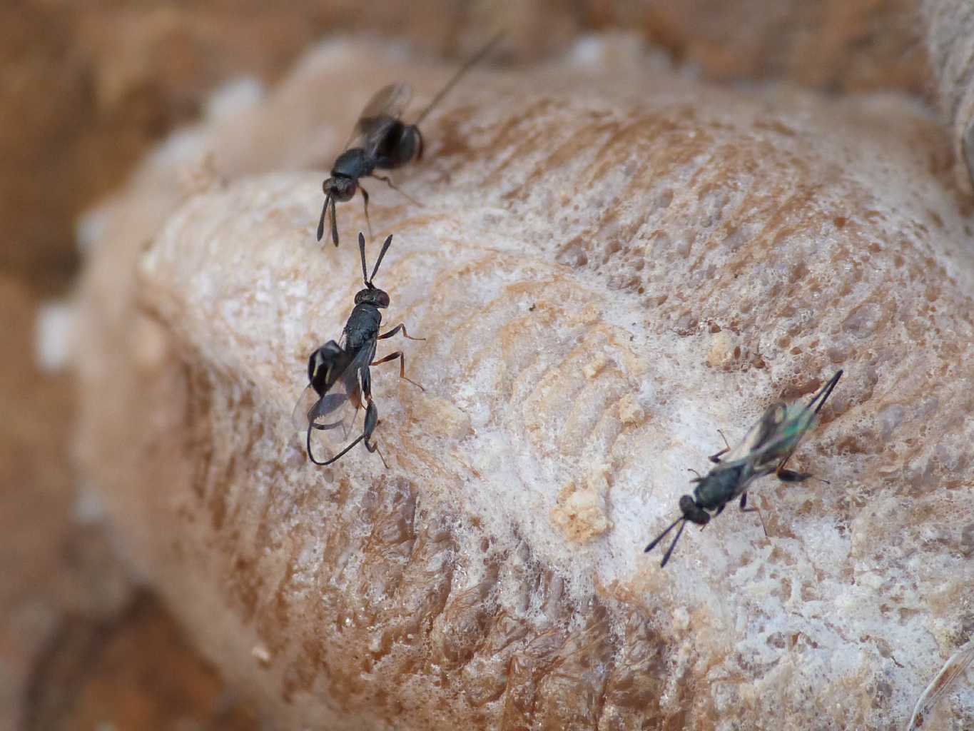 Saccheggio di un''ooteca di mantide: Podagrion sp. -Torymidae